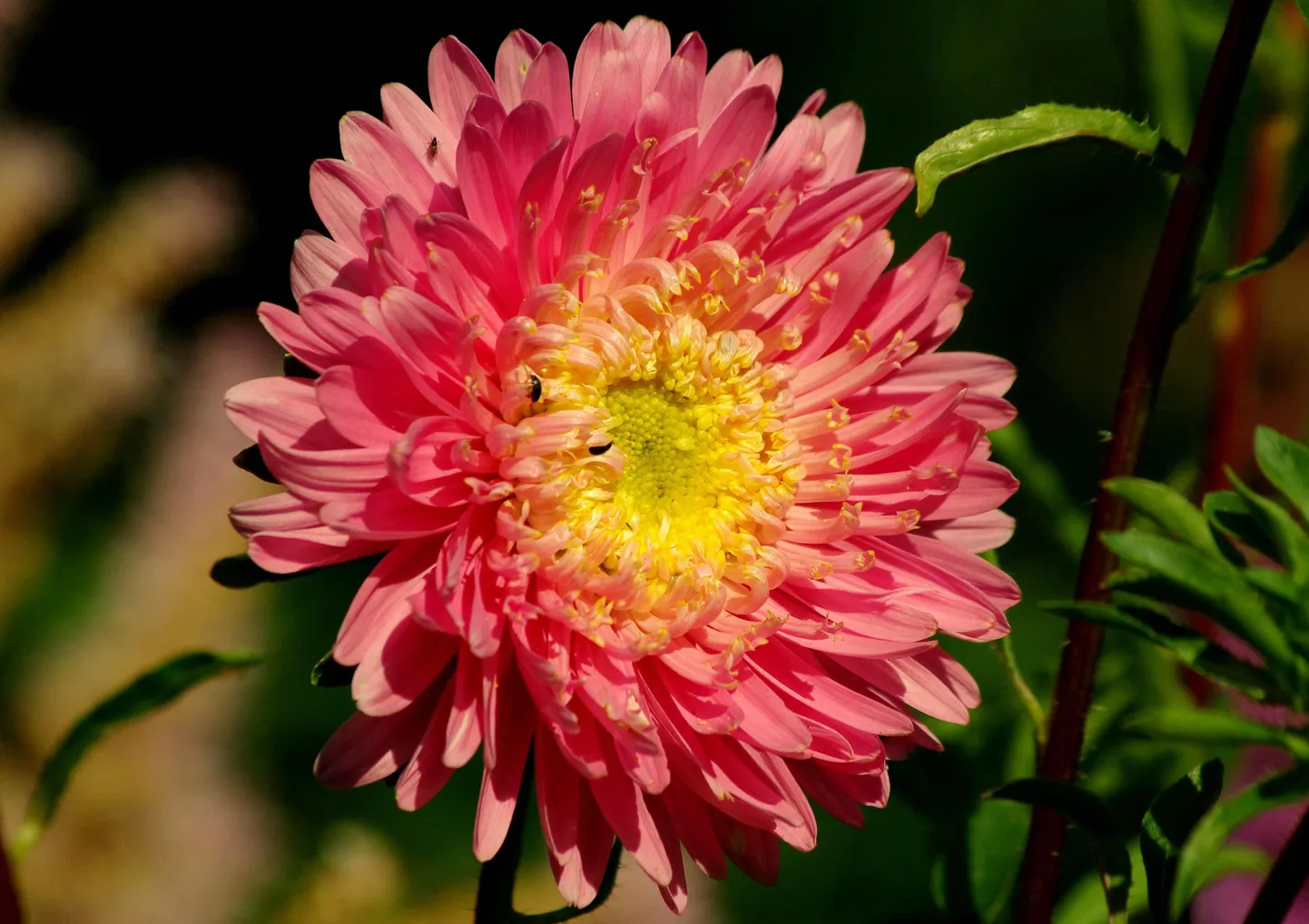 Aster, ilus lill.