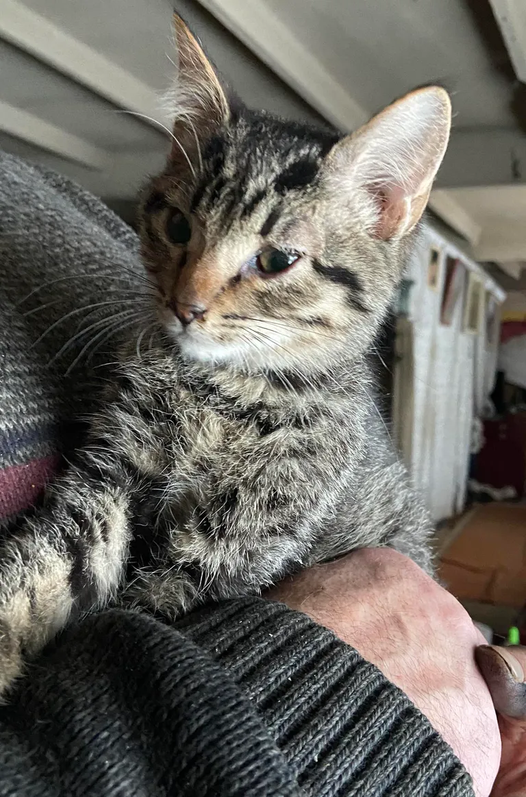 Один из выживших котят