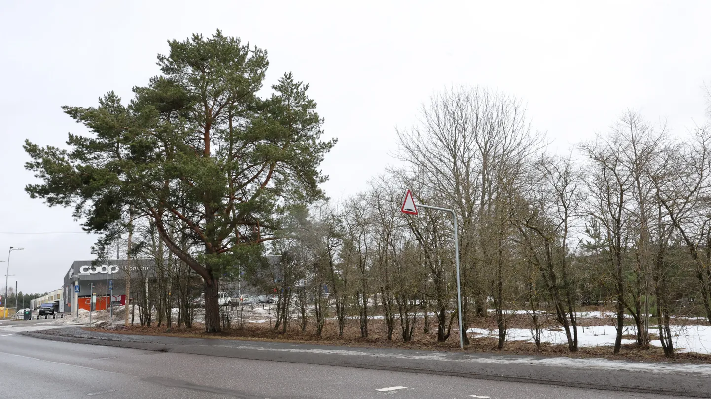Pääsusilma 1, kuhu tulevikus kerkib Meie toidukaupade pood, asub Ihaste Coopi kõrval kohati kõrghaljastatud alal.